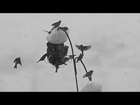 Redpolls at the feeder...