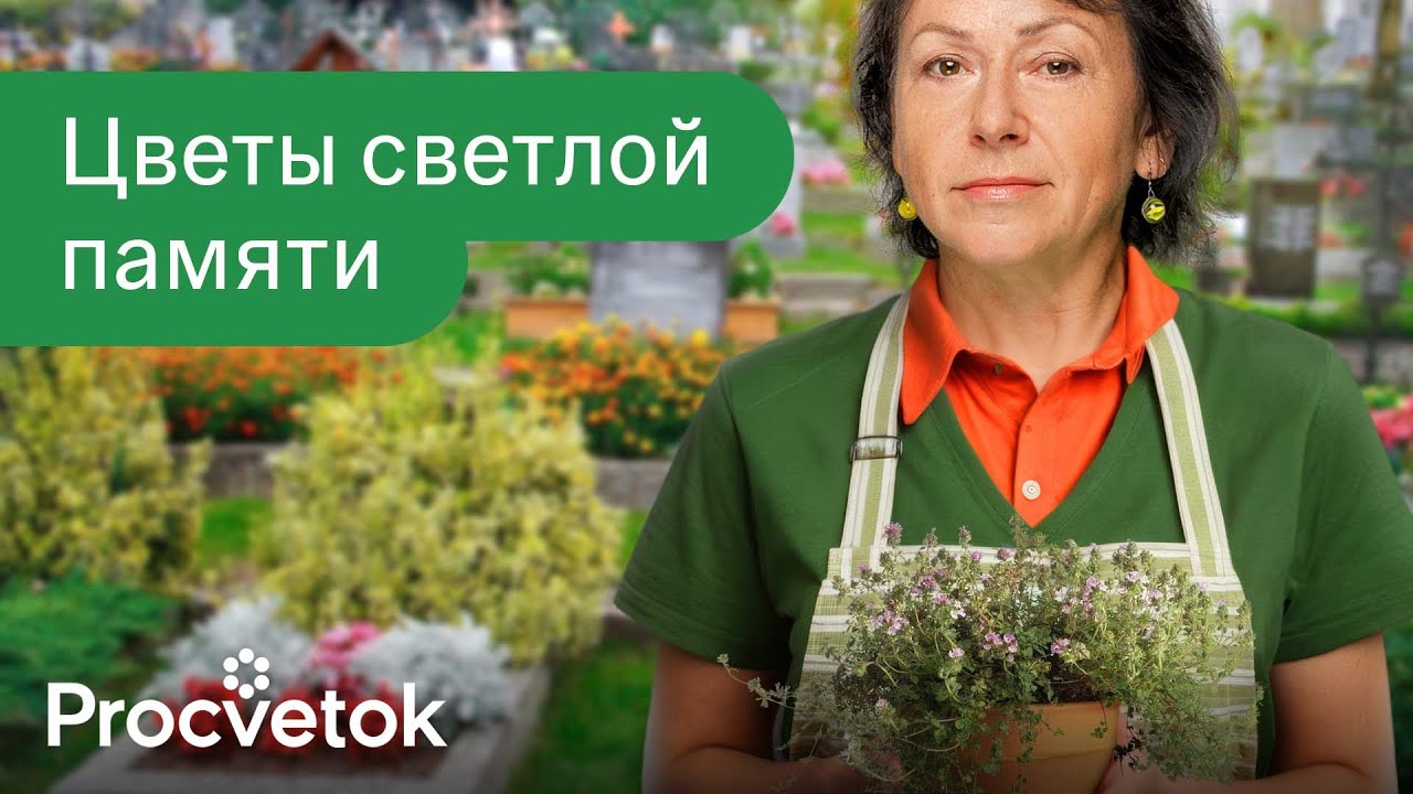 Интернет-магазин «Процветок» в Украине