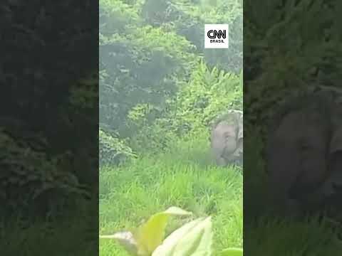 Vídeo: Elefante é resgatado com pneu preso no pescoço na Índia | CNN BRASIL