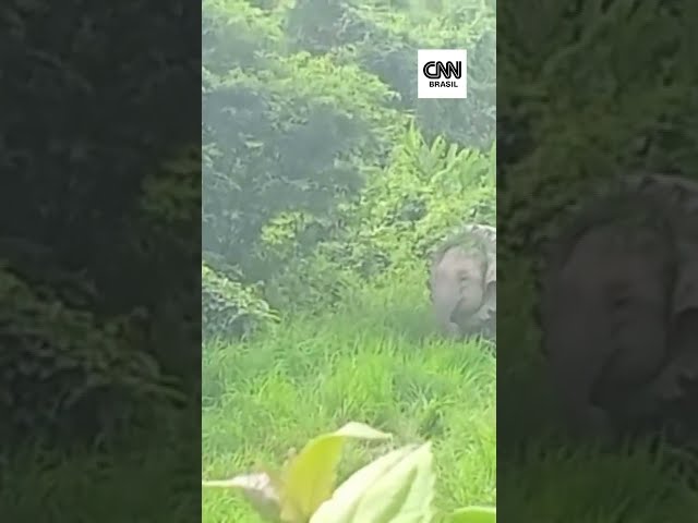Vídeo: Elefante é resgatado com pneu preso no pescoço na Índia | CNN BRASIL
