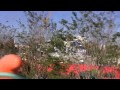 Dueling Dumbos New Fantasyland Magic Kingdom Walt Disney World