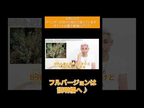 ラベンダーを剪定するときに避けるべき間違いは何ですか？復号化  庭園