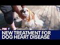 Game-changing treatment for dog heart disease