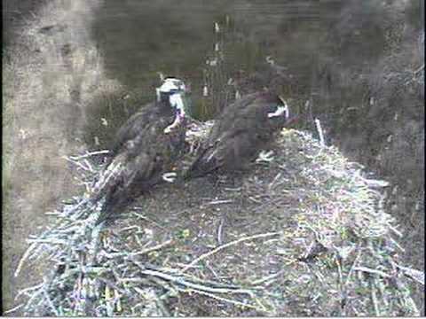DPOF Osprey some REAL Mating going on.. Check pic at end