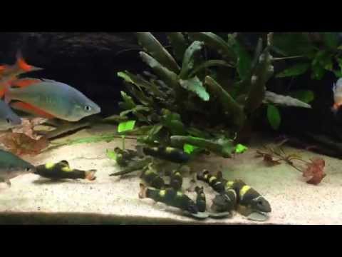 Hungry Garra Flavatra 150605