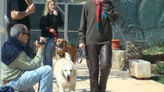 INICIACIÓ DE CADELLS I ENSINISTRAMENT GOSSOS ADULTS