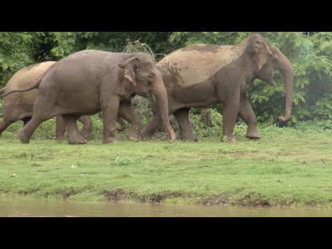 Listen Vocalizations Of Elephants Concern Their Family - ElephantNews