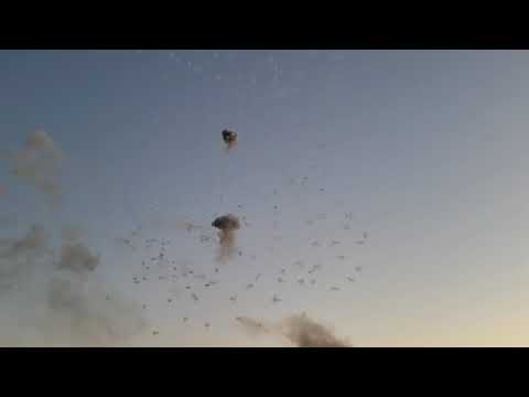 Multibreak Maltese and Italian Shells - OzFest 2021