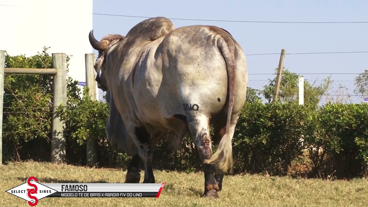 Vídeo FAMOSO DO LINO