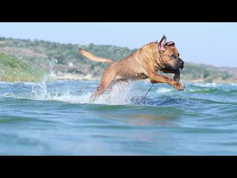 Tosa Inu breed "Oscar king yokozuna yusha"