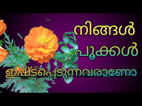 My Flowers collections|gardening malayalam|Rabizworld ramla