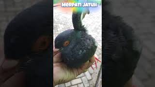 Download lagu Tiba Tiba Jatuh dari Langit | Burung Merpati Tak Bisa Terbang #short mp3