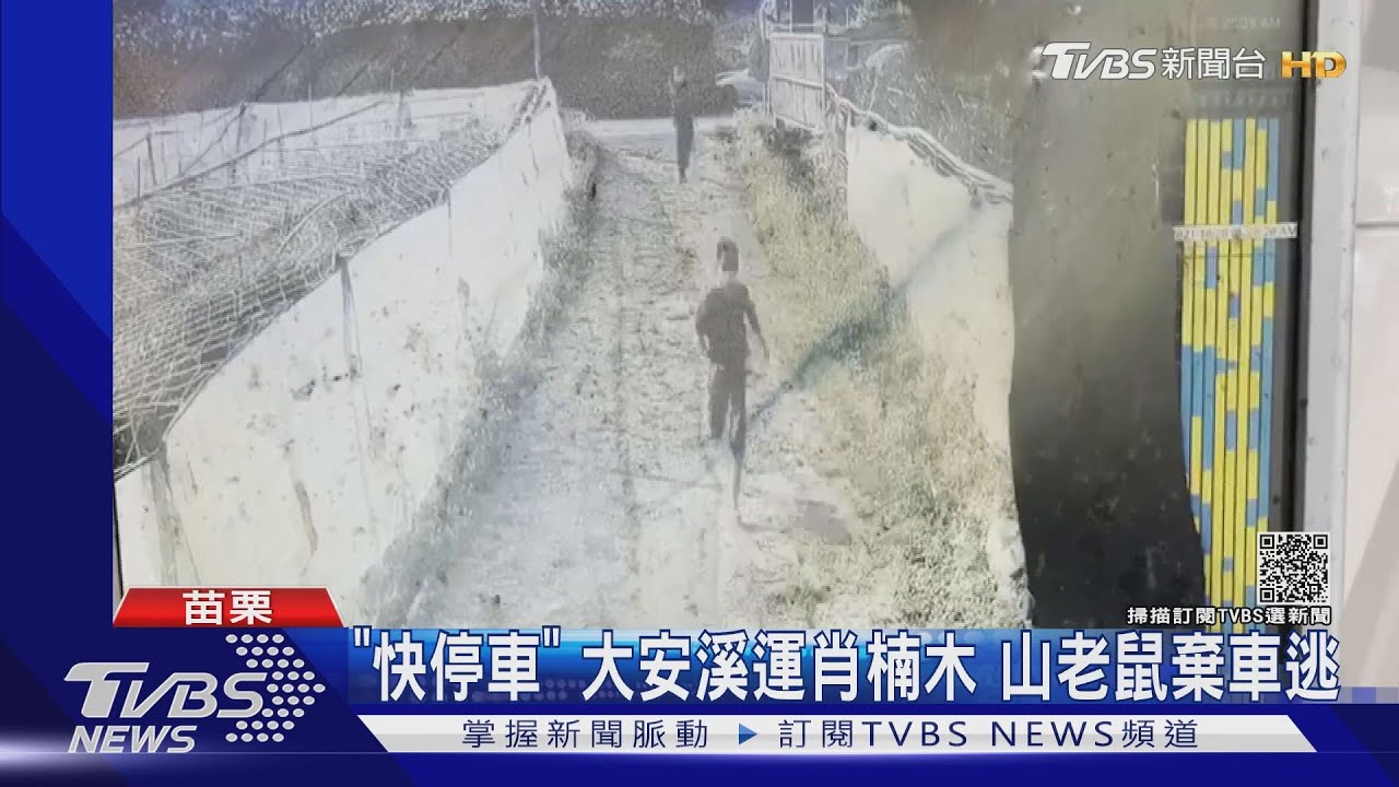 「快停車」大安溪運肖楠木 山老鼠棄車逃
