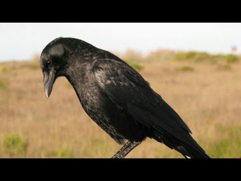 The Crow: A Symbol of Intelligence and Mystery | Vibepedia
