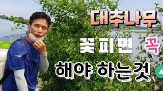 대추벌레 완전 박멸 대추나무 꽃피면 꼭해야 하는것 ? 대추나무 가치치기 거름주기 순지르기total exter…