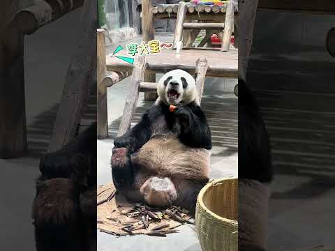 雷达：李大宝，长得多俊吧！ 大熊猫灵岩 不止我一个想rua大熊猫 一方水土养一方熊猫 熊猫届顶流 栾川竹海野生动物园