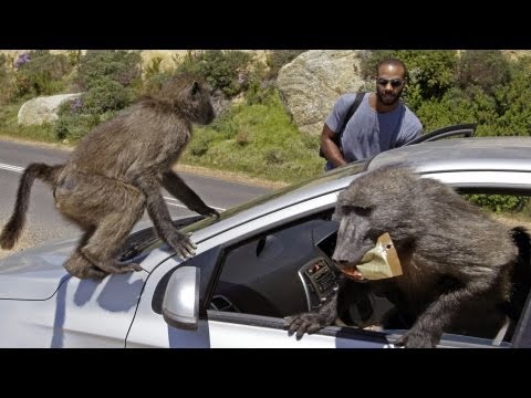 2nd YouTube video about how many baboons can you take in a fight