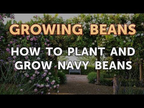 How to Grow a Lima Bean in a Bag
