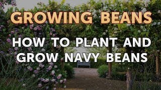 How to Plant and Grow Navy Beans