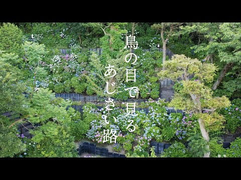 長谷寺｜あじさい路 空撮｜Bird's Eye View of Hydrangea path, Hasedera, Kamakura