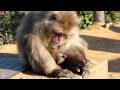 Spanking The Monkey