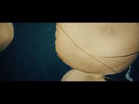 Video thumbnail for Swim