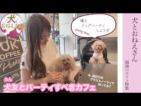 [¡¡Restaurante recomendado para fiestas de perros!!] Explorando cafés para perros en Fukuoka Parte 1