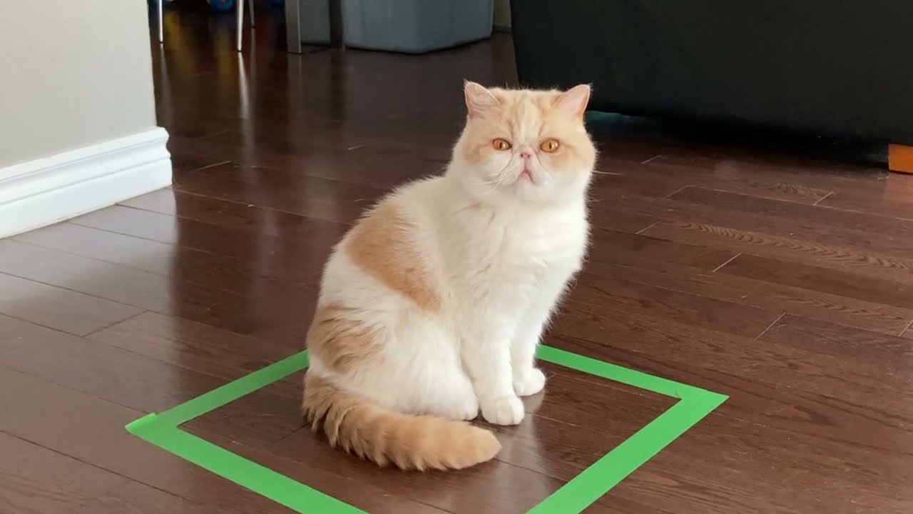 YouTube video preview