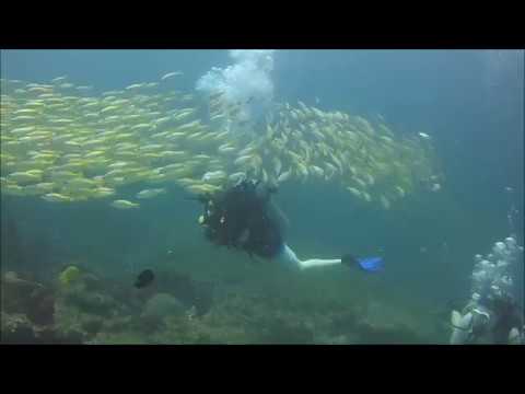 Fish Storm dive at Phi Phi Island