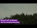 Buizerd valt hardlopers aan bij camping