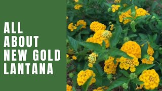 New Gold Lantana - Easy flowering perennial