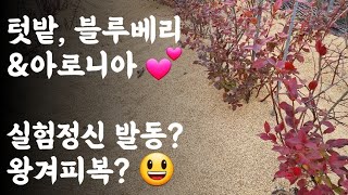 텃밭, 블루베리&아로니아 