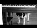 Bizarre Things My Border Collie Loves 