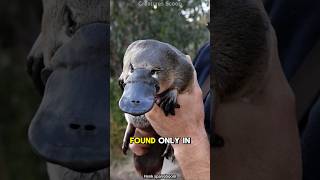 Download lagu Meet the Platypus: The Venomous, Egg-Laying Mammal of Australia! mp3 Download lagu Meet the Platypus: The Venomous, Egg-Laying Mammal of Australia! mp3