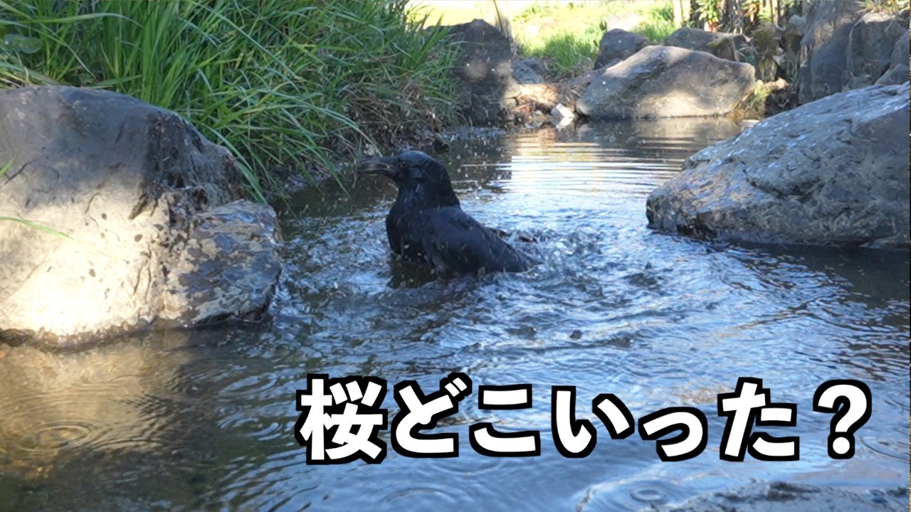 [お花見のはずが水浴び優先するカラス]