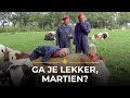 HYSTERISCH: De Meilandjes gaan koe knuffelen! ? | Chateau Meiland