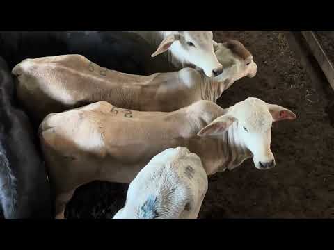 Mostra de animais do leilão de gado geral de Chopinzinho - PR