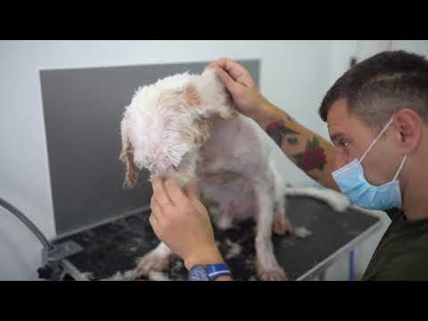 Banjaluka: Napuštenog psa grumer preobrazio u psa kakvog želi svaka porodica