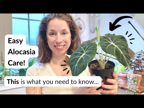 🌿😍 Easy alocasia plant care (Don't be intimidated!)
