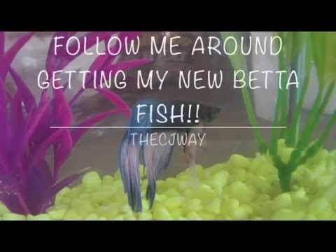 Follow Me Around Vlog: Getting My New Betta Fish!