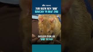 지뢰 100개 제거한 '영웅 쥐'...동상 건립해 기린 캄보디아 #JTBC #Shorts