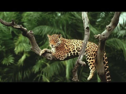 IX (Eeesh) - The Jaguar/White Wizard of the Mayan Zodiac