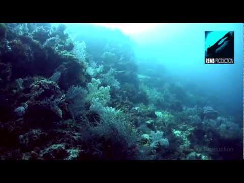 download lagu mp3 mp4 Talima Marine Sanctuary, download lagu Talima Marine Sanctuary gratis, unduh video klip Talima Marine Sanctuary