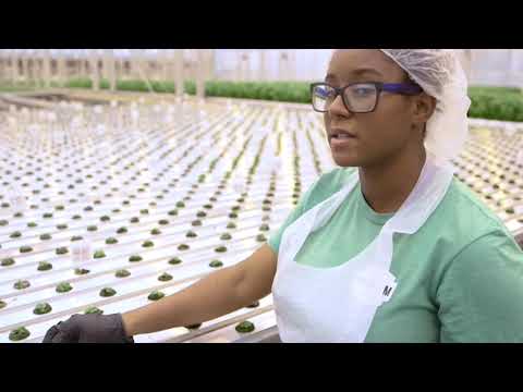 download lagu mp3 mp4 Greens Produce, download lagu Greens Produce gratis, unduh video klip Greens Produce