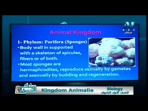 أحياء لغات 1 ثانوي حلقة 11 ( Kingdom Animalia ) أ فيوليت خيري 17-04-2019