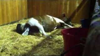 preview picture of video 'Fox Trotter Colt Being Born at Twin Star Farms'