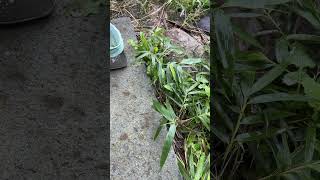 閲覧注意！ケセランパサランみたいなやつが生えてた