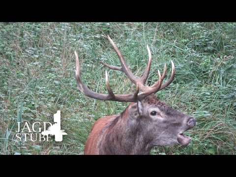 Red deer rut 2022 in the Podanin Forestry District