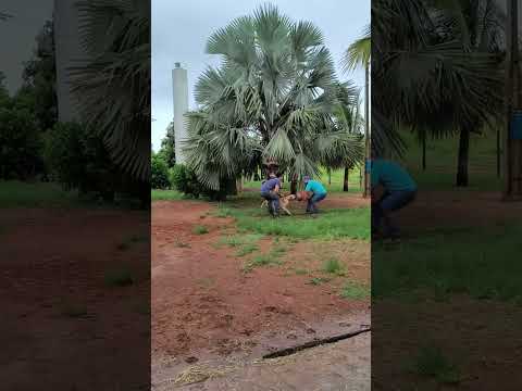 Eros em treino amador