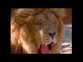 Baby Noah Animal Expedition Part 1 Animal Videos For Kids Baby Einstein